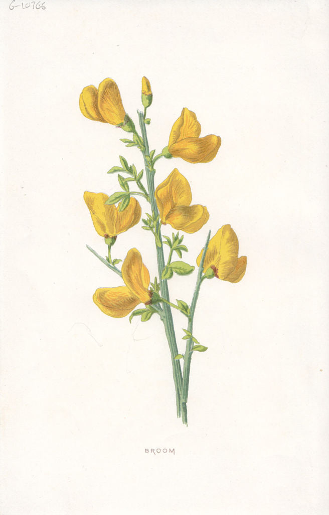 FLOWERS. Broom c1895 old antique vintage print picture